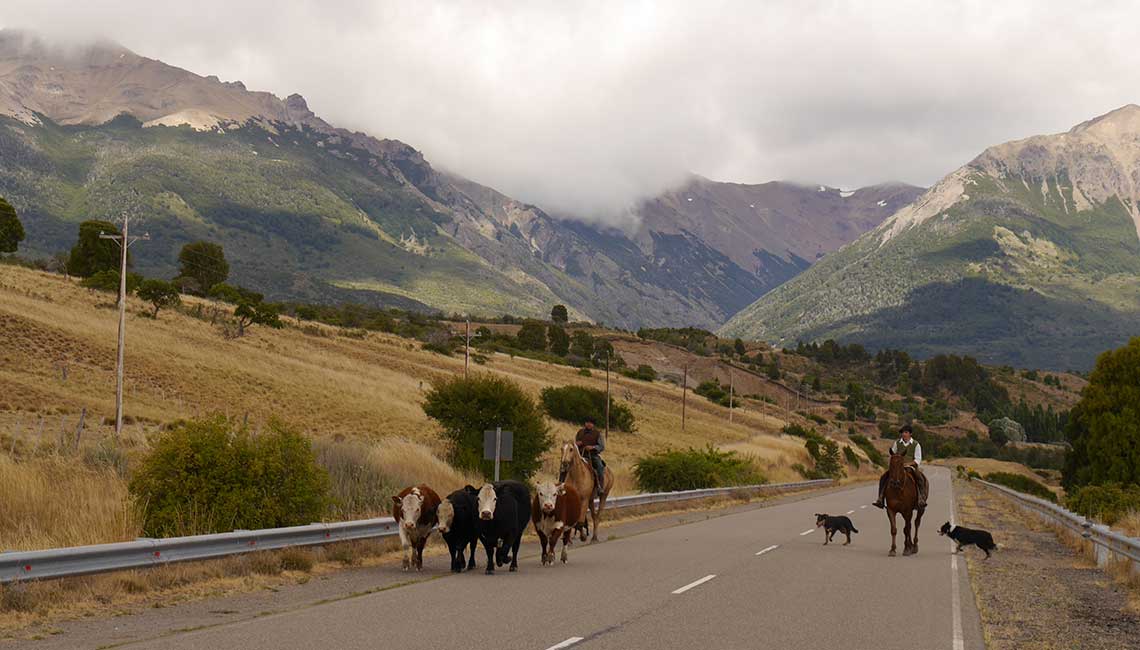 Patagonian cattle drive