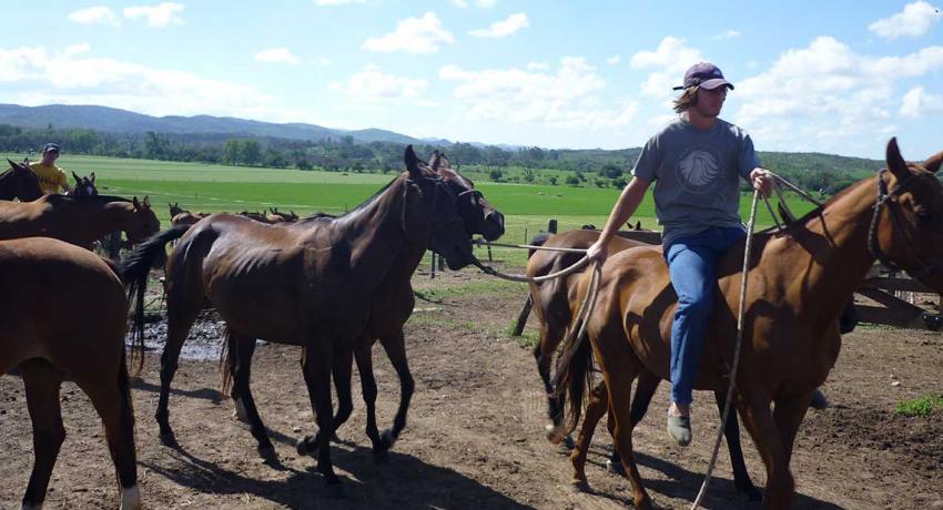 Moving daily the polo ponies